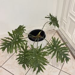 Big and Healthy Philodendron Selloum.