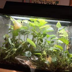 Planted Bio ActiveTerrarium  
