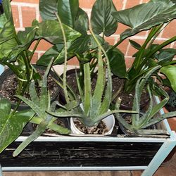 So Many Plants Available For Sale