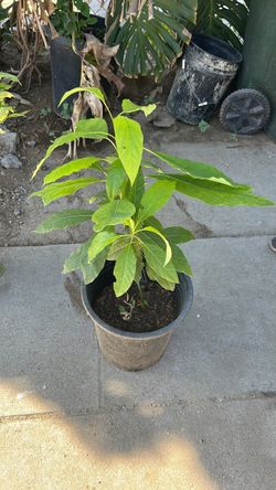 Avacado plant