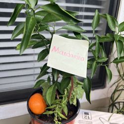 Mandarina / Mandarin orange Plant 
