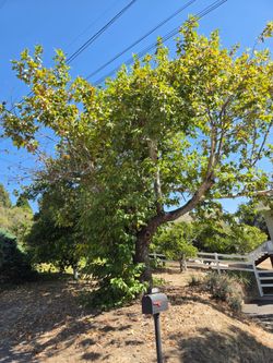 Sycamore Tree Firewood