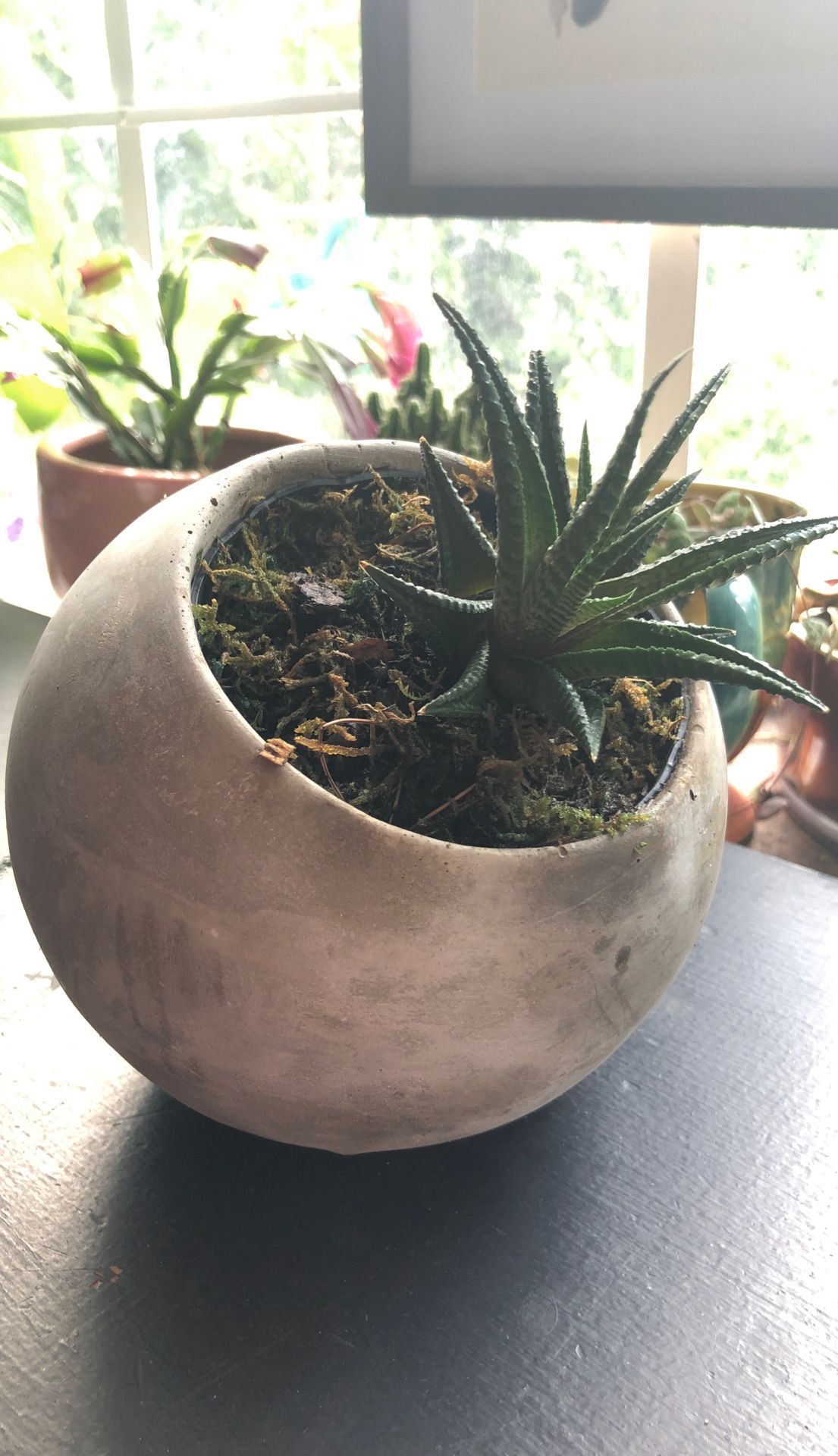 Various Ceramic pots- sphere pot with real succulent in it.