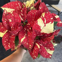 Galaxy Variegated Poinsettia