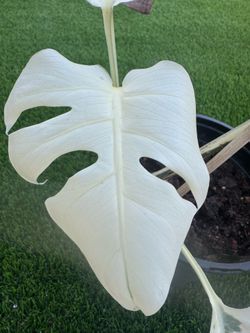 Monstera Albo Variegated Plant