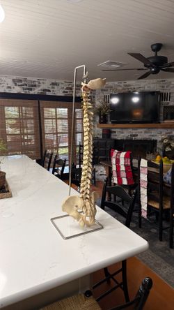 Vertebrae with pelvis skeleton