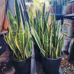 Snake Plants 