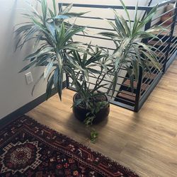 Dracaena Warneckii in Ceramic Pot