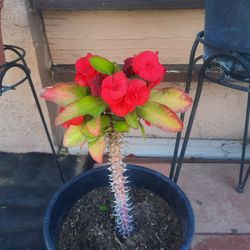 Corona De Cristo 