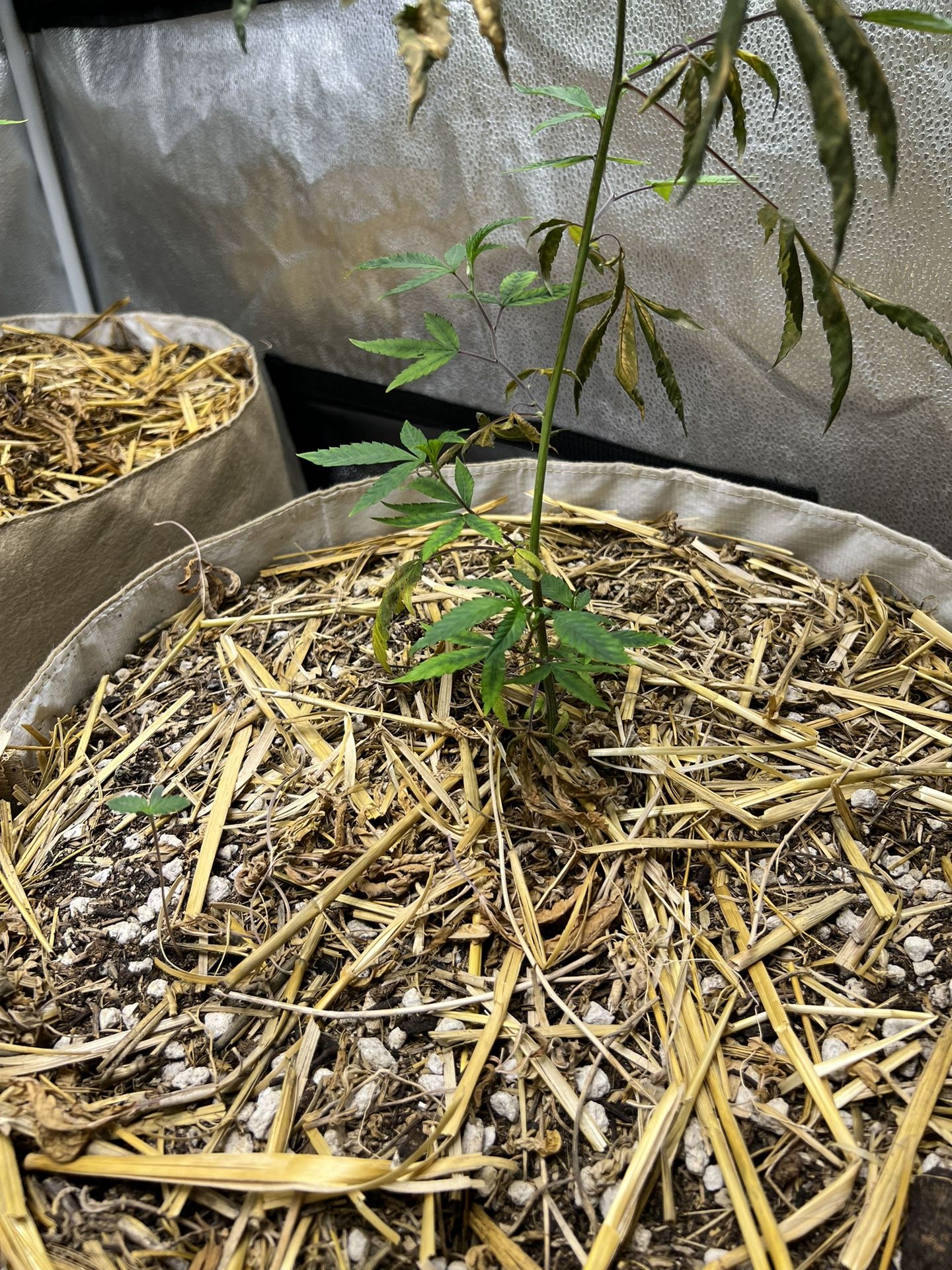 Living Soil 15gal Pots With Coots Mix