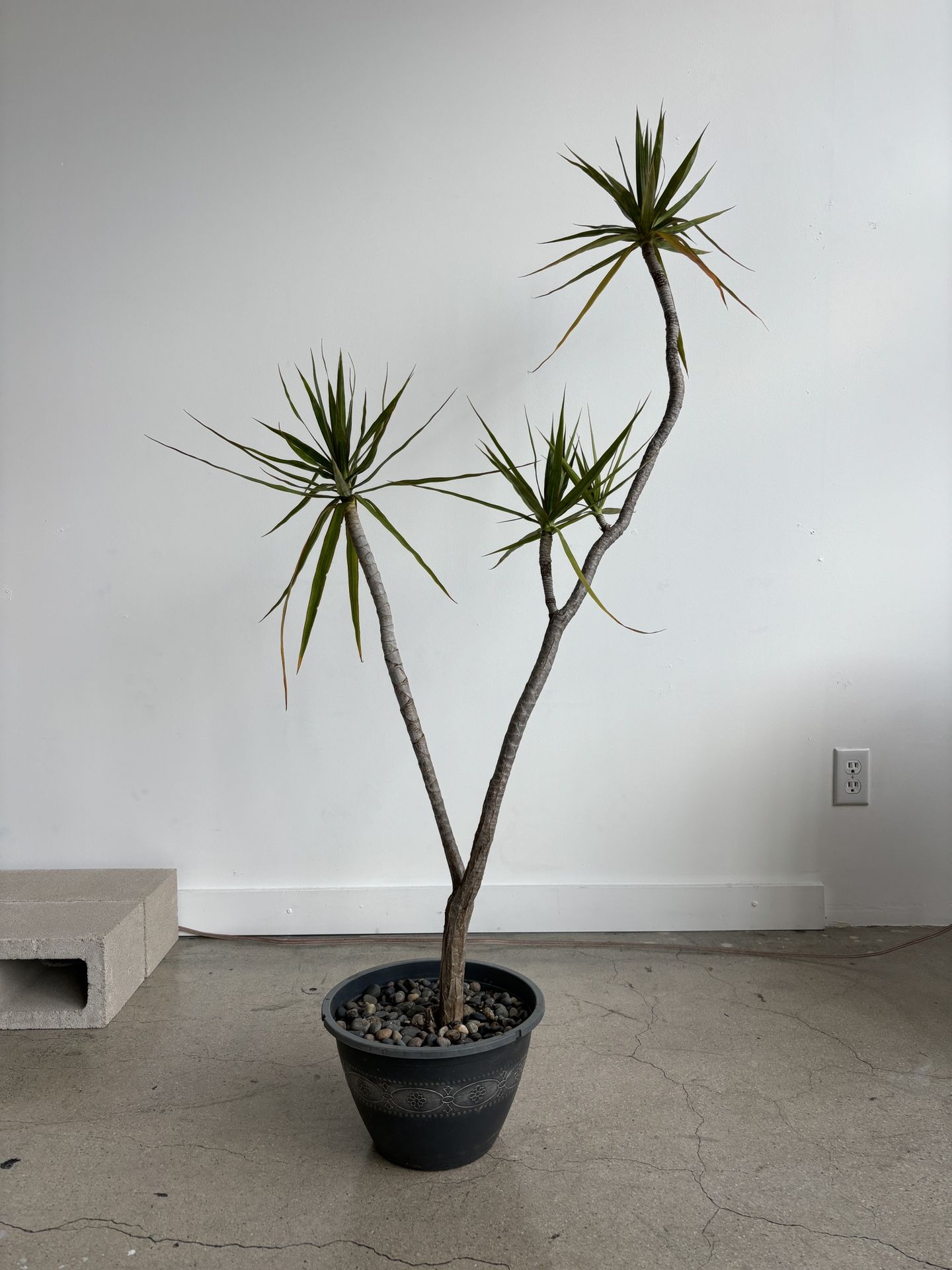 4ft Dracaena Dragon Tree