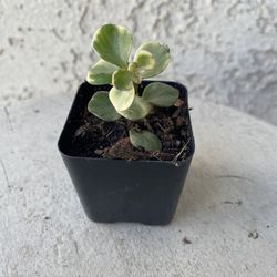 2 Inch Pot Succulent Plant - Portulacaria Afra Variegated - Elephant Bush - Drought Resistant - Established - Perfect Baby & Wedding Shower Favors 🪴