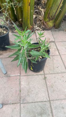Plantas vivas de kalanchoe