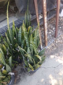 Snake plant / mother-in-law toung