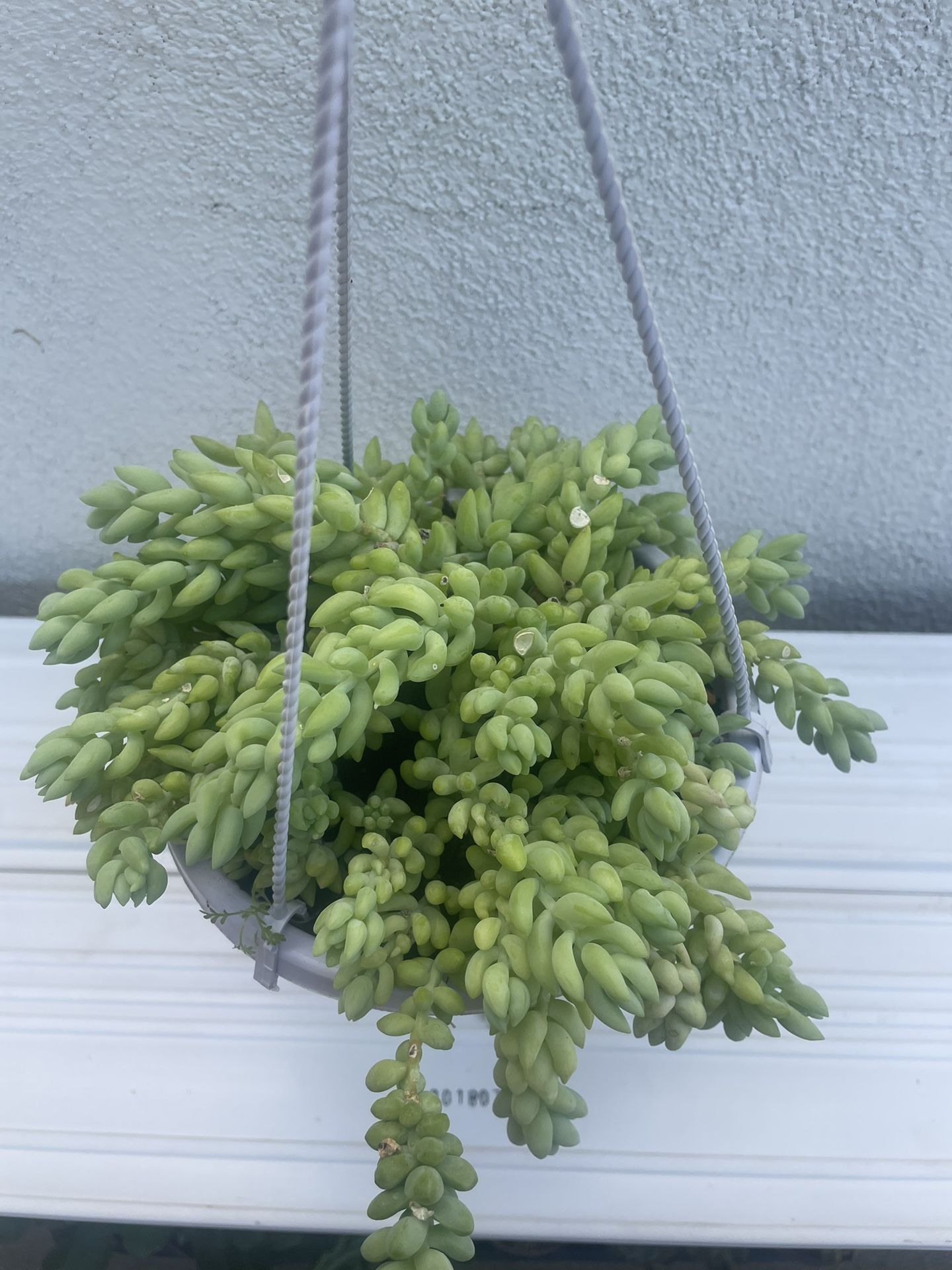 Donkey Tail Succulent Plant
