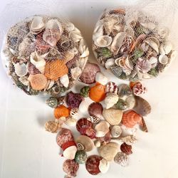 Seashells (2 Bags. $5 Each)