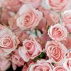 Rosy