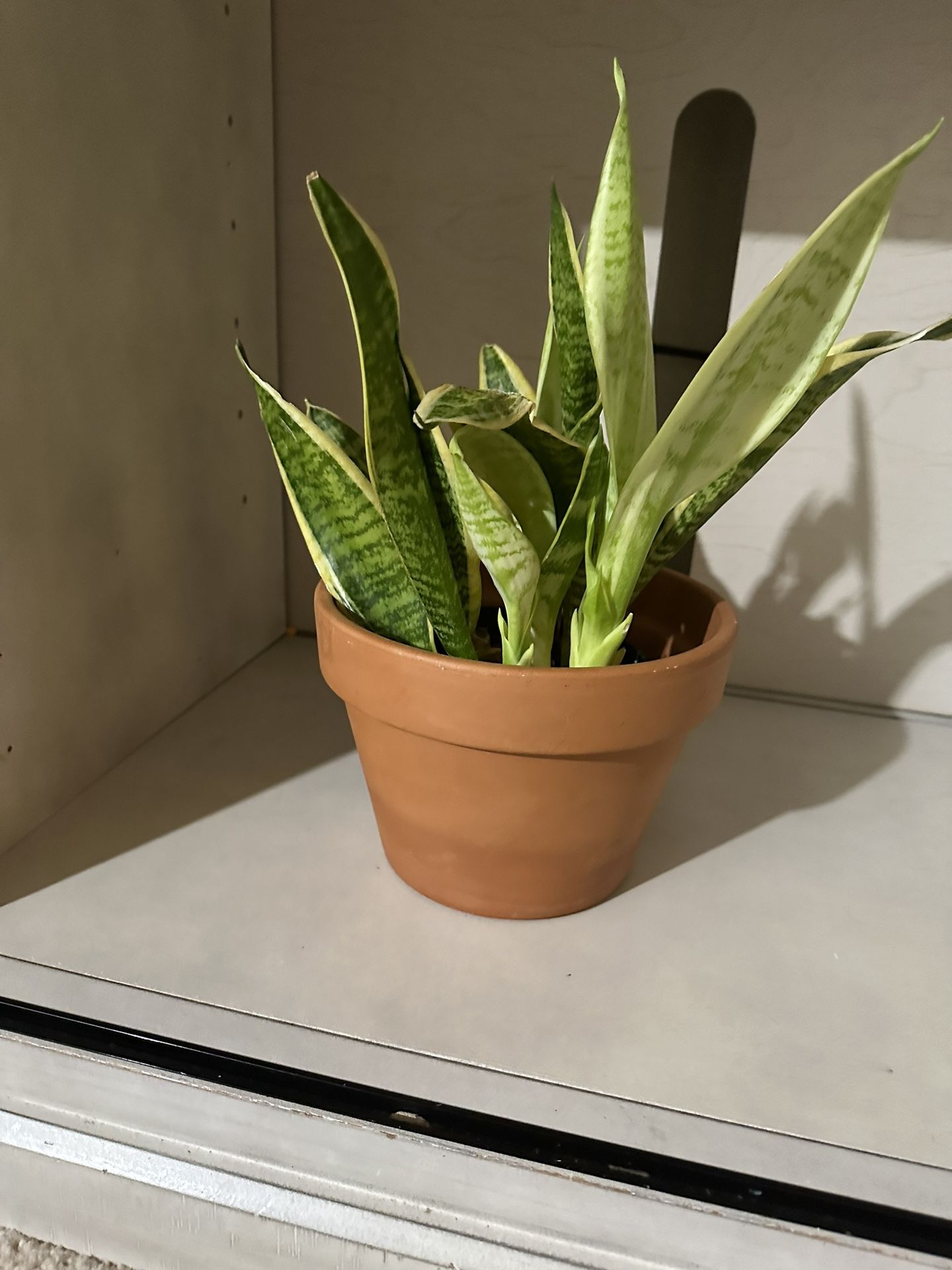 Healthy Snake Plant 