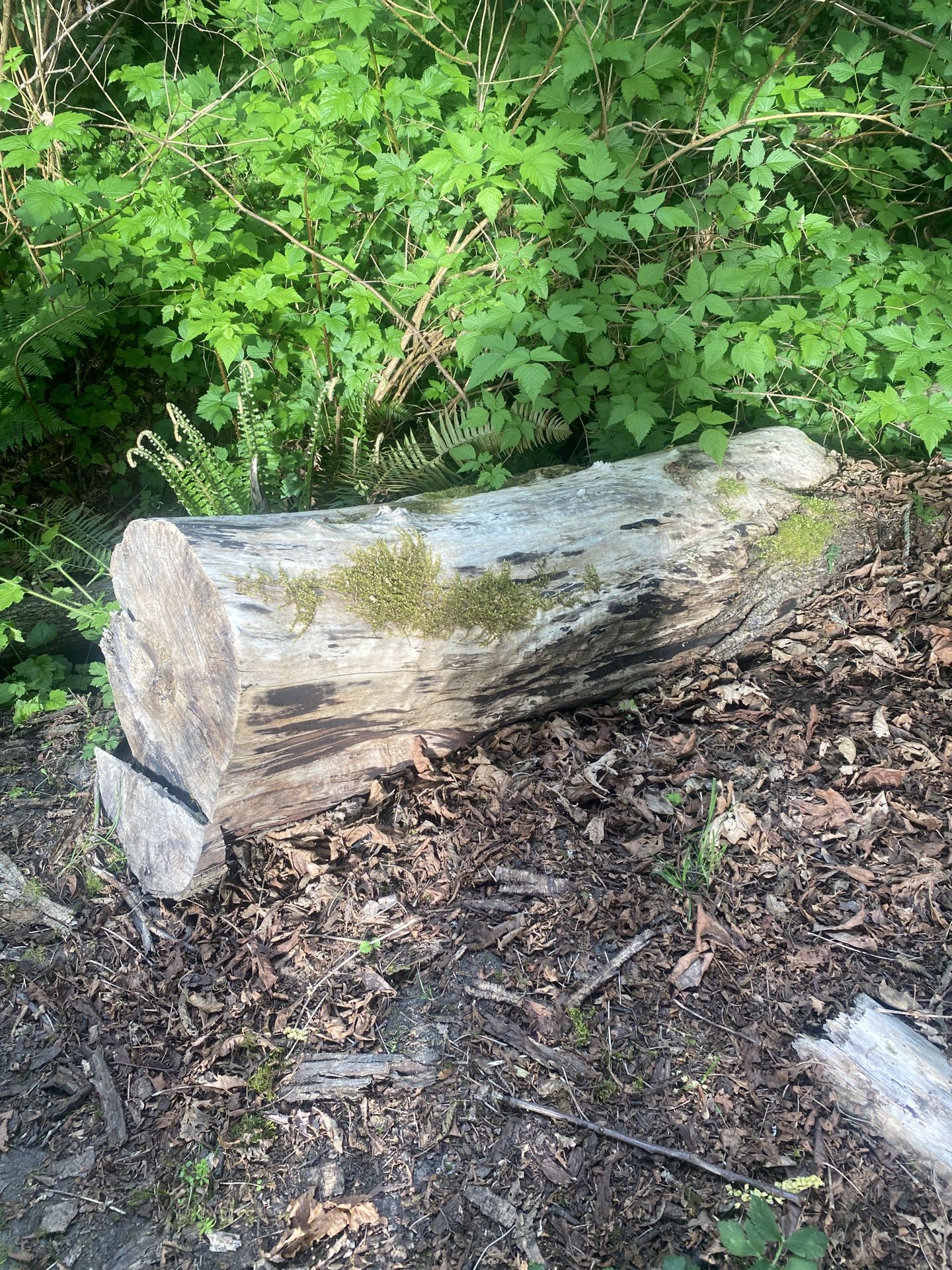 Free Wood