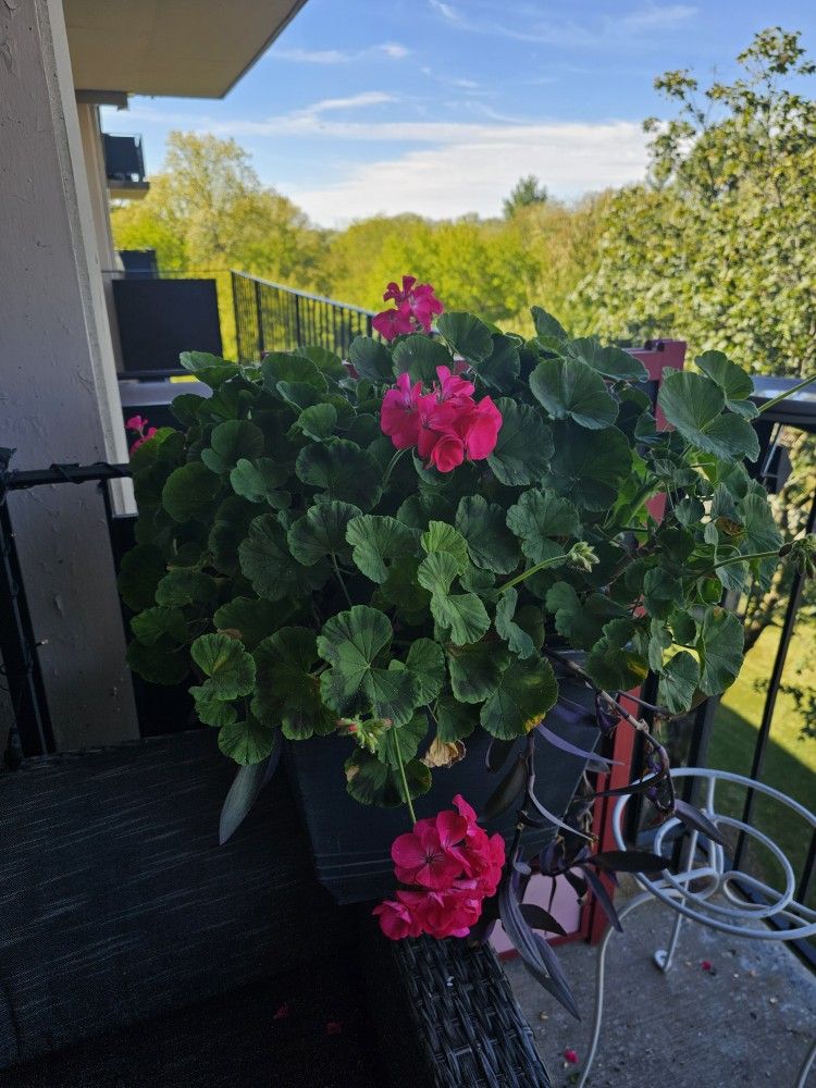 Flower (Without a pot)