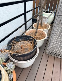 Free large to medium to small pots