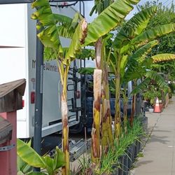 banana tree for sale