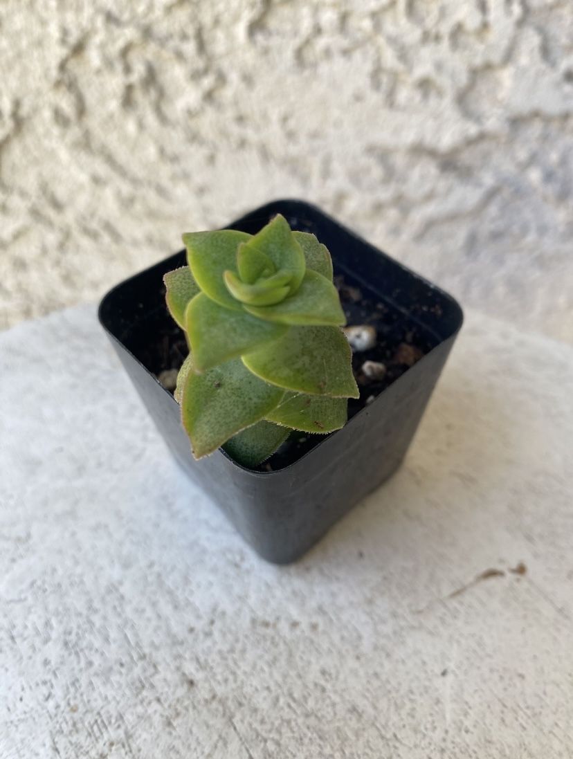 2 Inch Pot Succulent Plant - Crassula Perforata - String of Buttons - Established Plant - Drought Resistant -🪴- Perfect Baby Wedding Shower Favors.