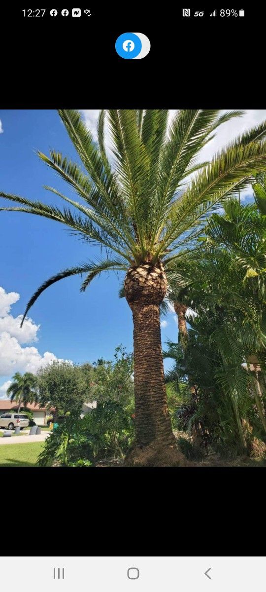 Palm Trimming 