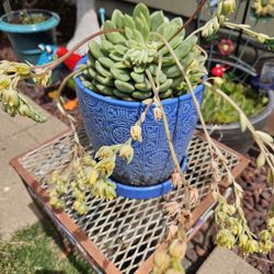 Flower Pot