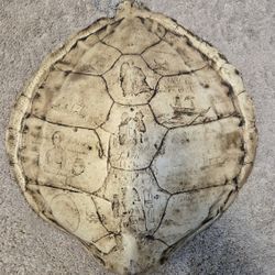 Carved Turtle Shell (Resin) Depicting Challenger Expedition  Of 1(contact info removed)
