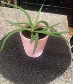 Free aloe plant