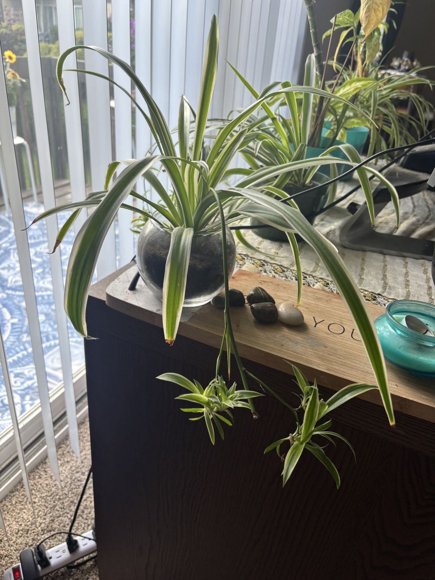 Spider Plant