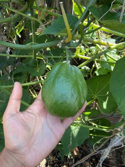 Green Chayote starter plants