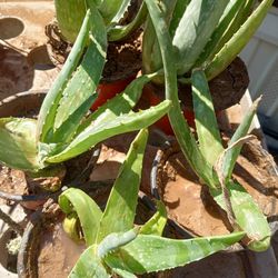 Outdoor Cacti 🌵 Plants 