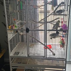 Bird Parrot Cockatiel Cage