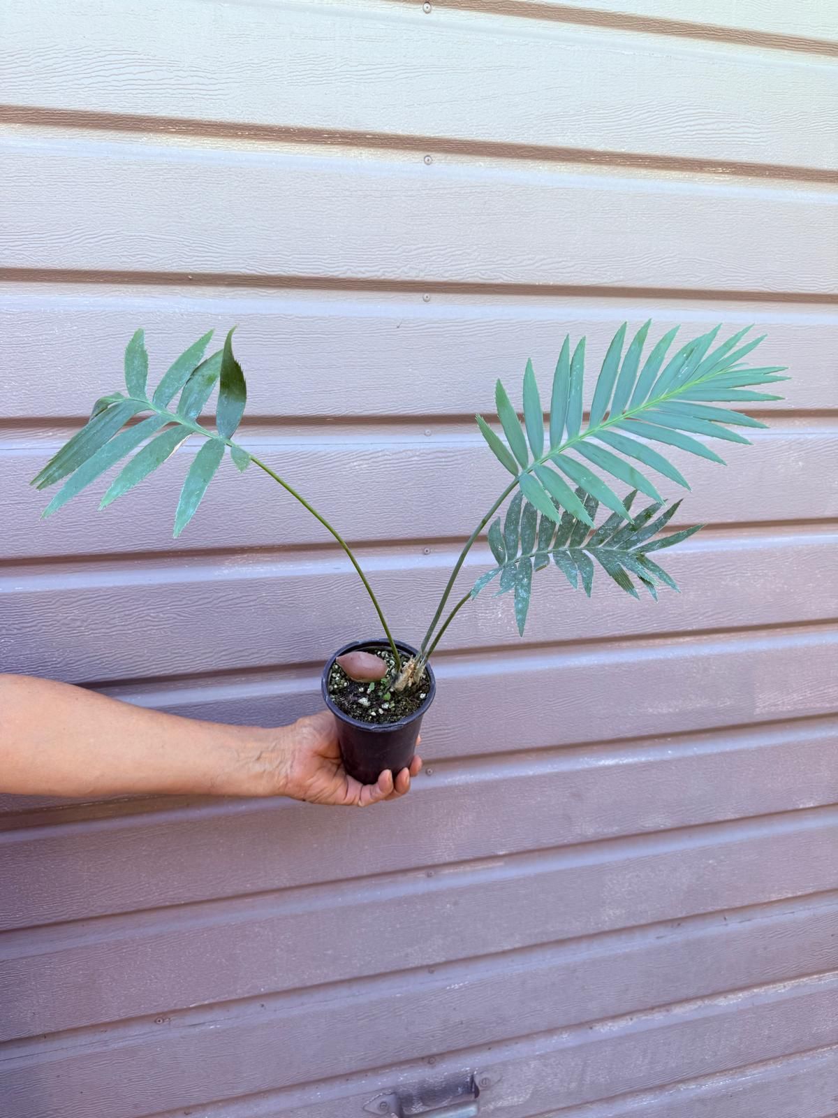 dioon edule