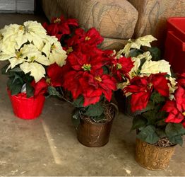 5 Silk Poinsettias with pots - Holiday
