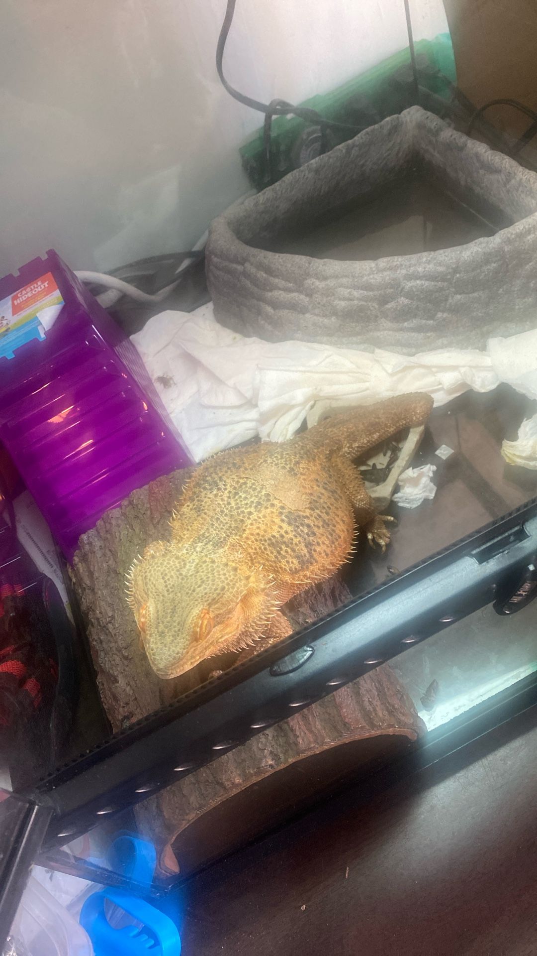 Adult Bearded Dragon & Complete Habitat Included