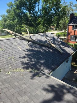 Tree branch