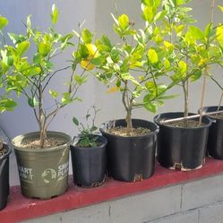 Lemon Trees 2 Years Old Blossoms THIN SHELL Mother Tree On Property