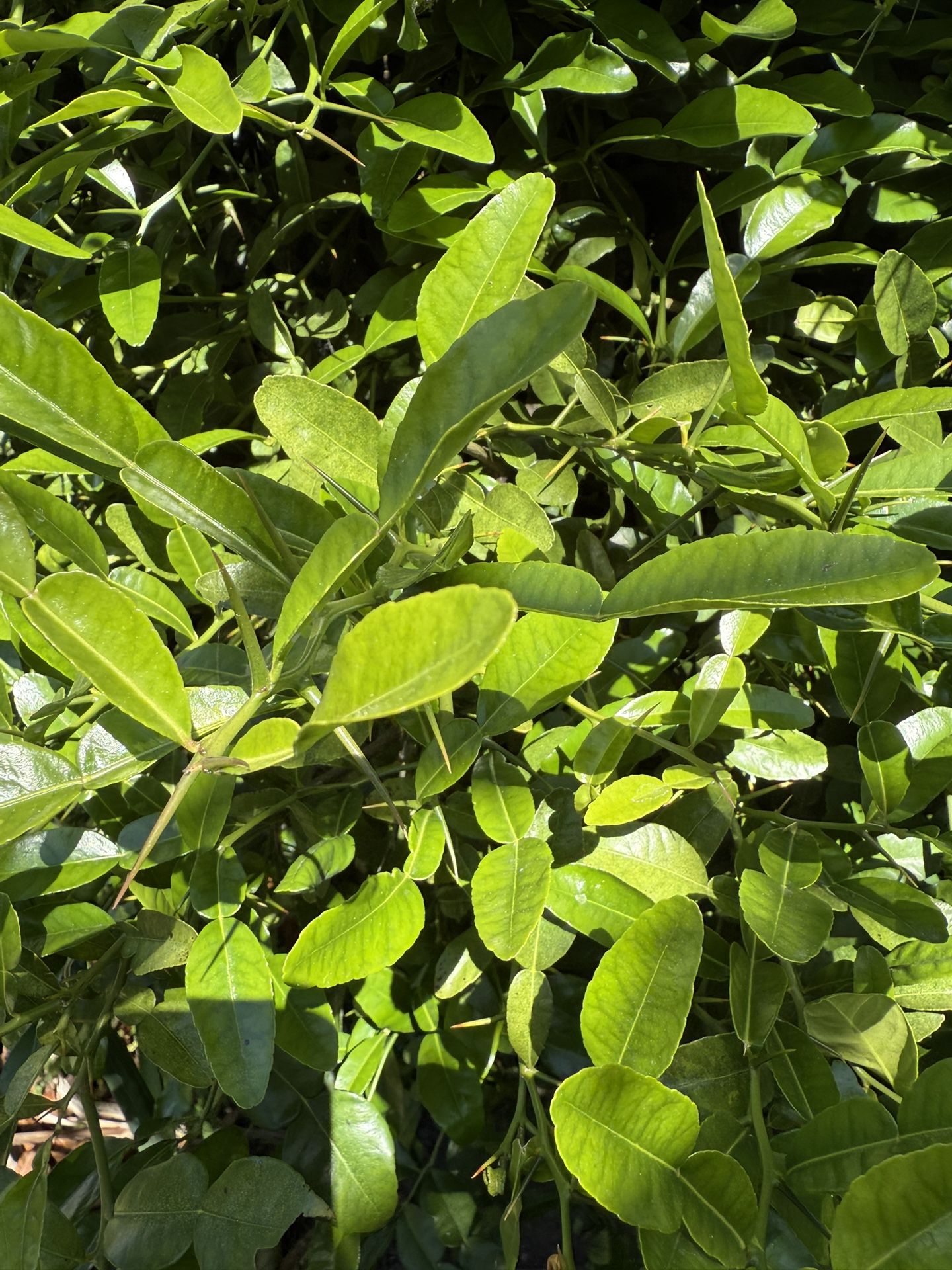 Kaffir Lime Leaves $20 Per Pound