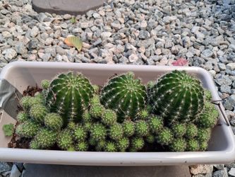 Cactus