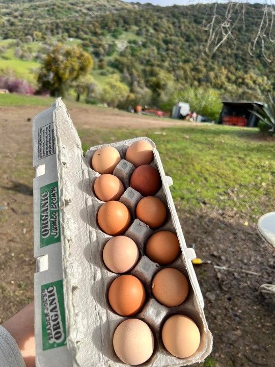 Eggs Guevos Pasture Raised
