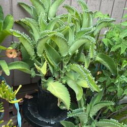 Maceta con cuatro plantas de Calanchoe está muy bonita