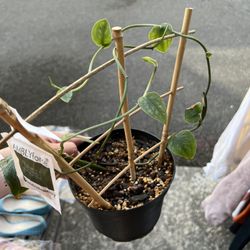 Monstera Dubia