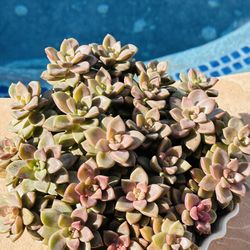 Beautiful Succulents 