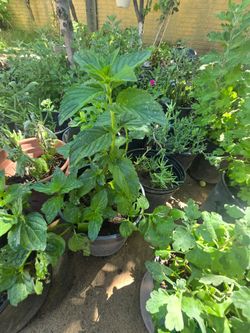 Mint  plant