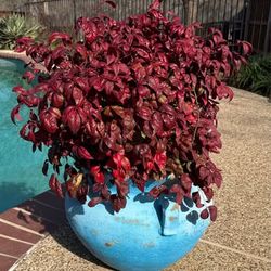 Gorgeous huge red leaf ever green Nadina plant in a decorative extra large terracotta  pot.