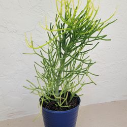 Pencilstick Plant In Blue Pot 