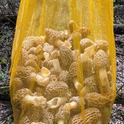 Morel Mushroom -fresh